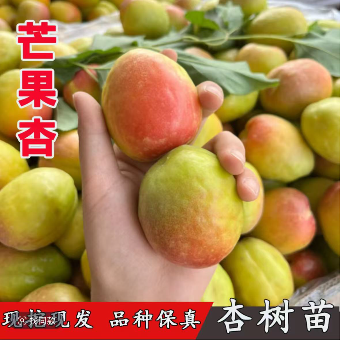 芒果油杏果树苗红梅杏果树苗吊杆杏果树苗盆栽地栽都可以