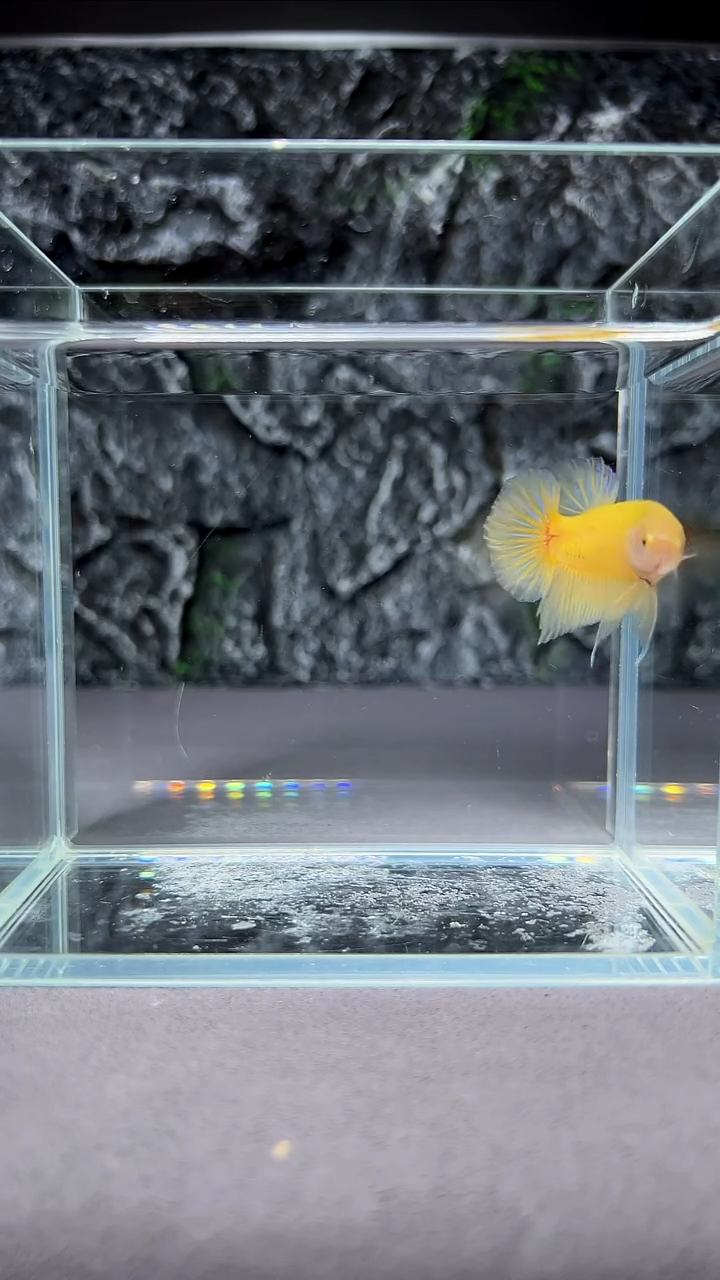 斗鱼竞拍链接A022