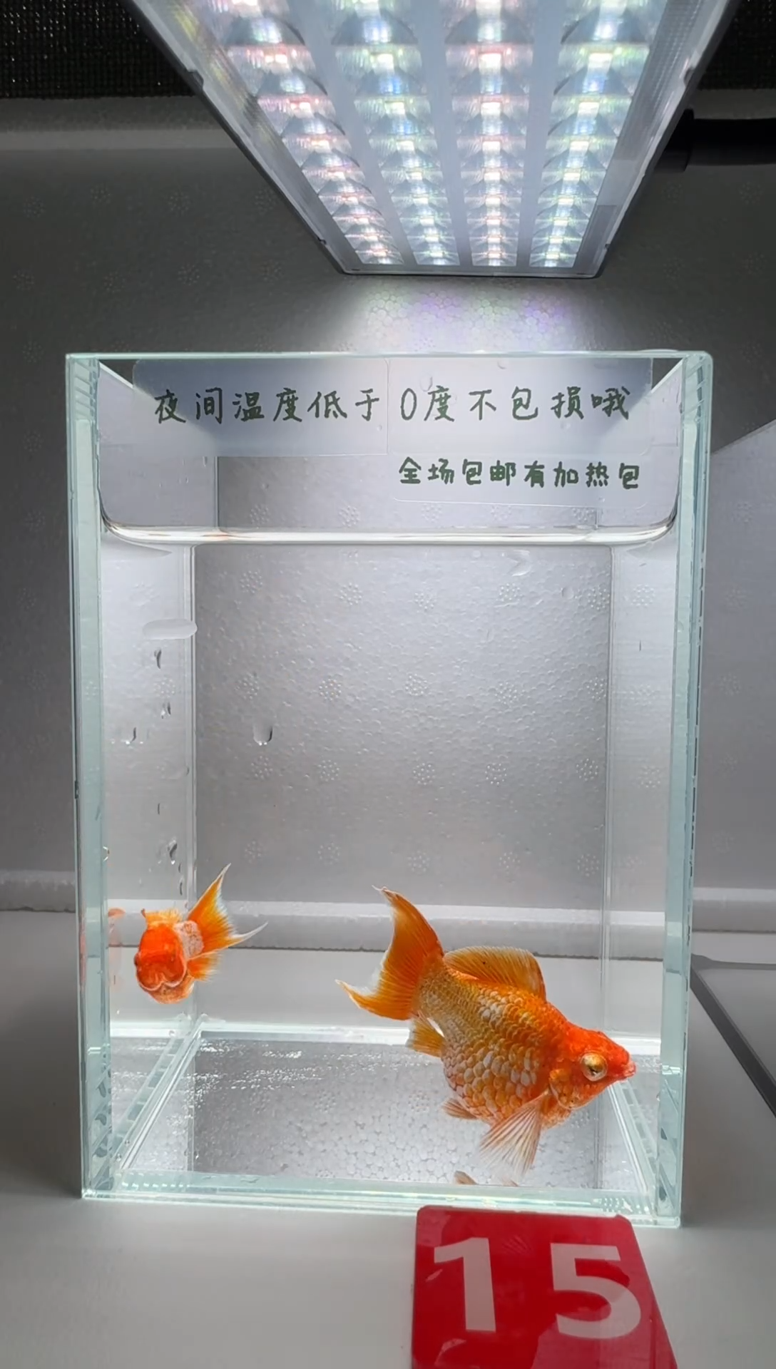 黑玛丽鱼015柠檬玛丽1对