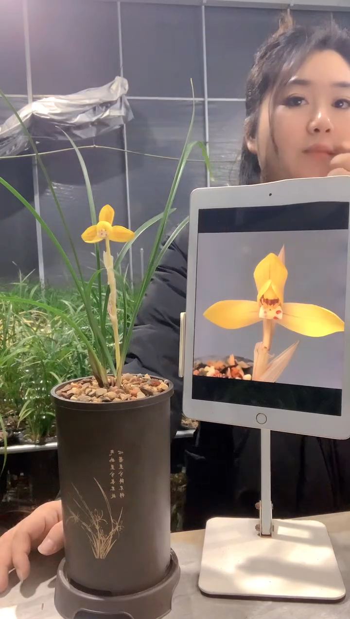 大部分开放少量花苞金荷鼎2苗带花苞种好发货