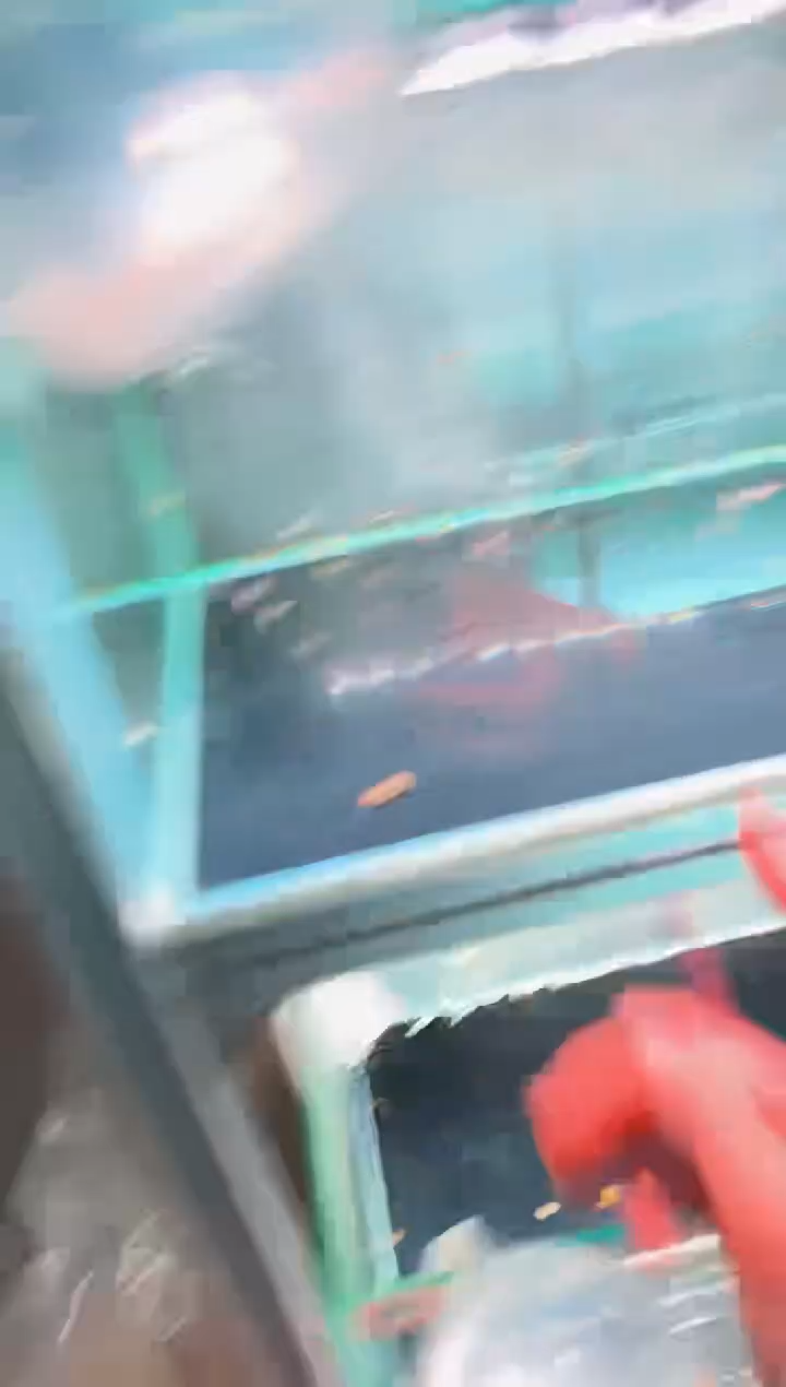 灯科鱼Z*ZB11幻彩蓝魔*1 （25）