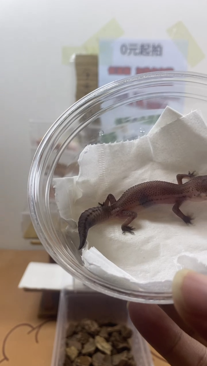 豹纹守宫豹纹守宫幼苗亚成体成体肥尾