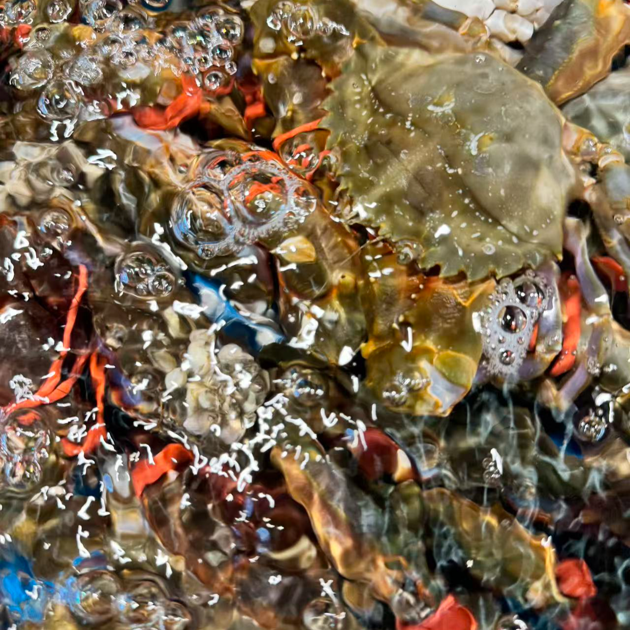 本地野生赤甲红大花盖【保鲜不保活】三斤15-17只