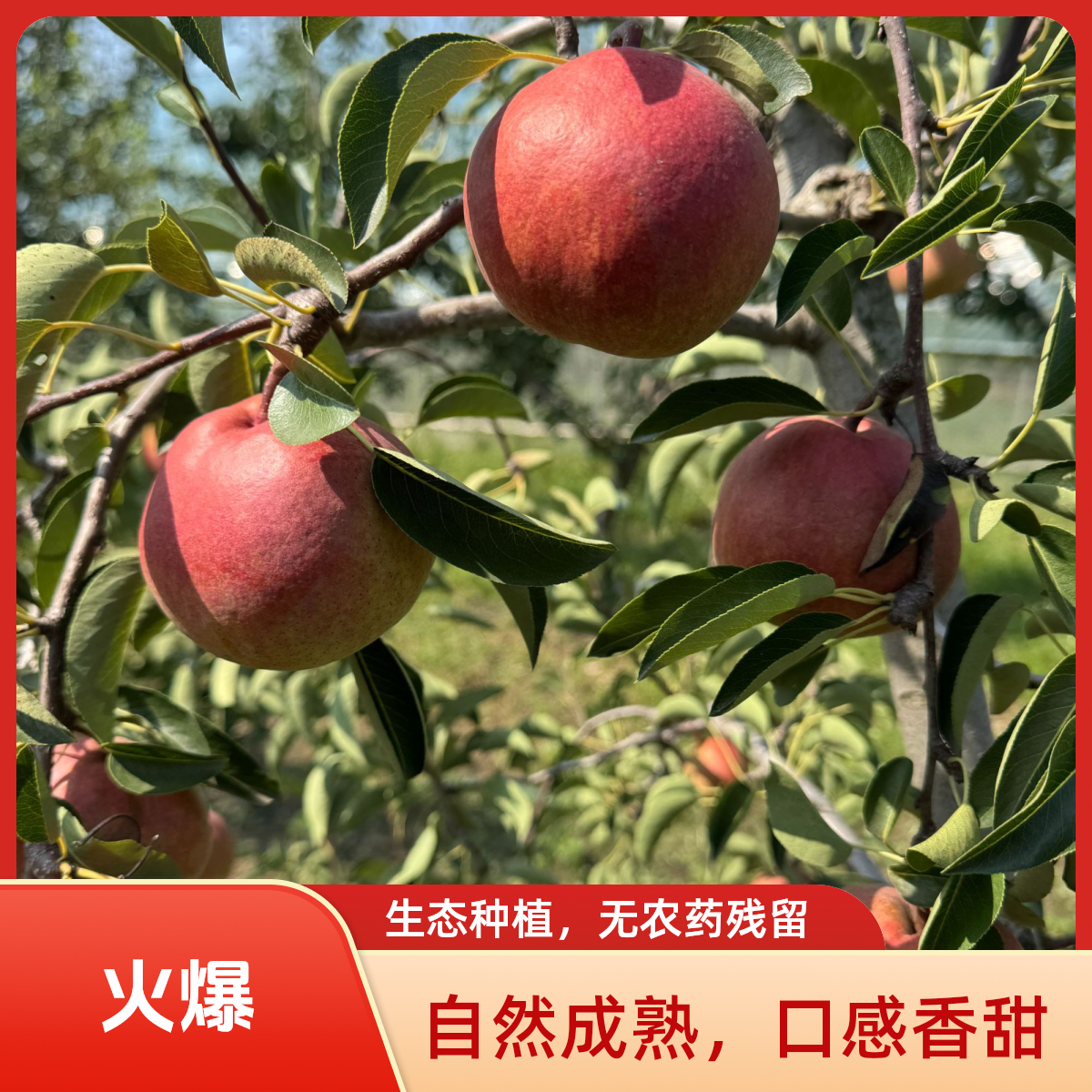 酥脆多汁新鲜现摘早酥红梨产地直发孕妇水果当季新鲜梨