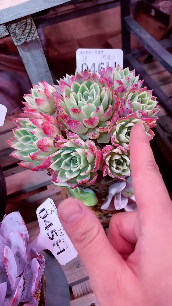 【闪购商品】046HHH