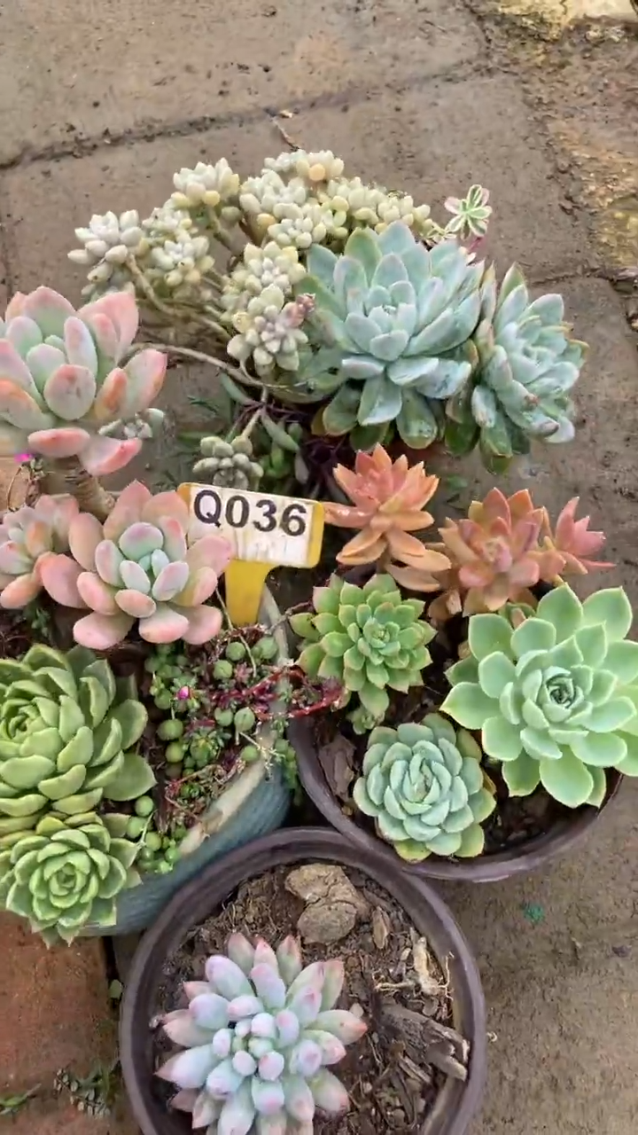 Q036多肉组合默认脱土发货