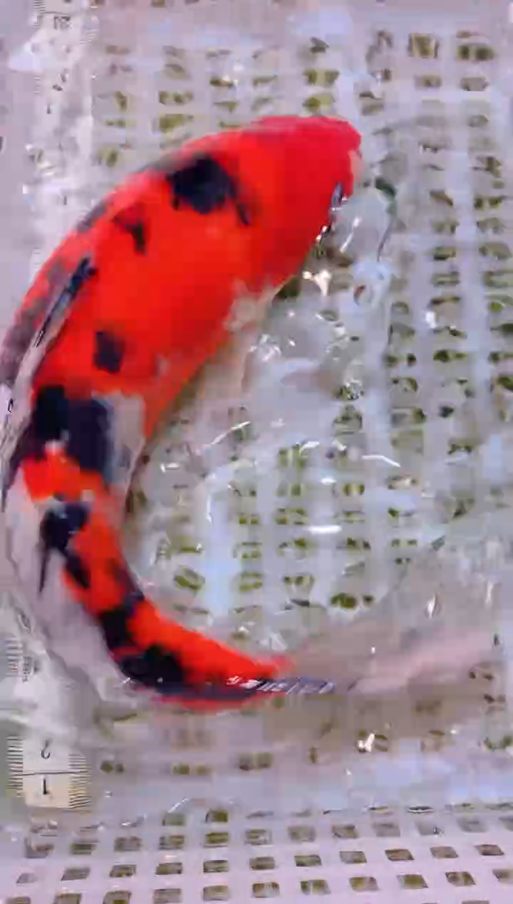 锦鲤冷水观赏鱼全场包邮124