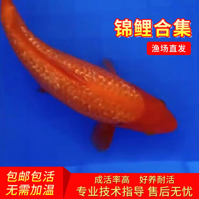 中国红火鲤锦鲤观赏鱼鲤鱼冷水淡水宠物鱼冲氧好养耐活金鱼鱼苗
