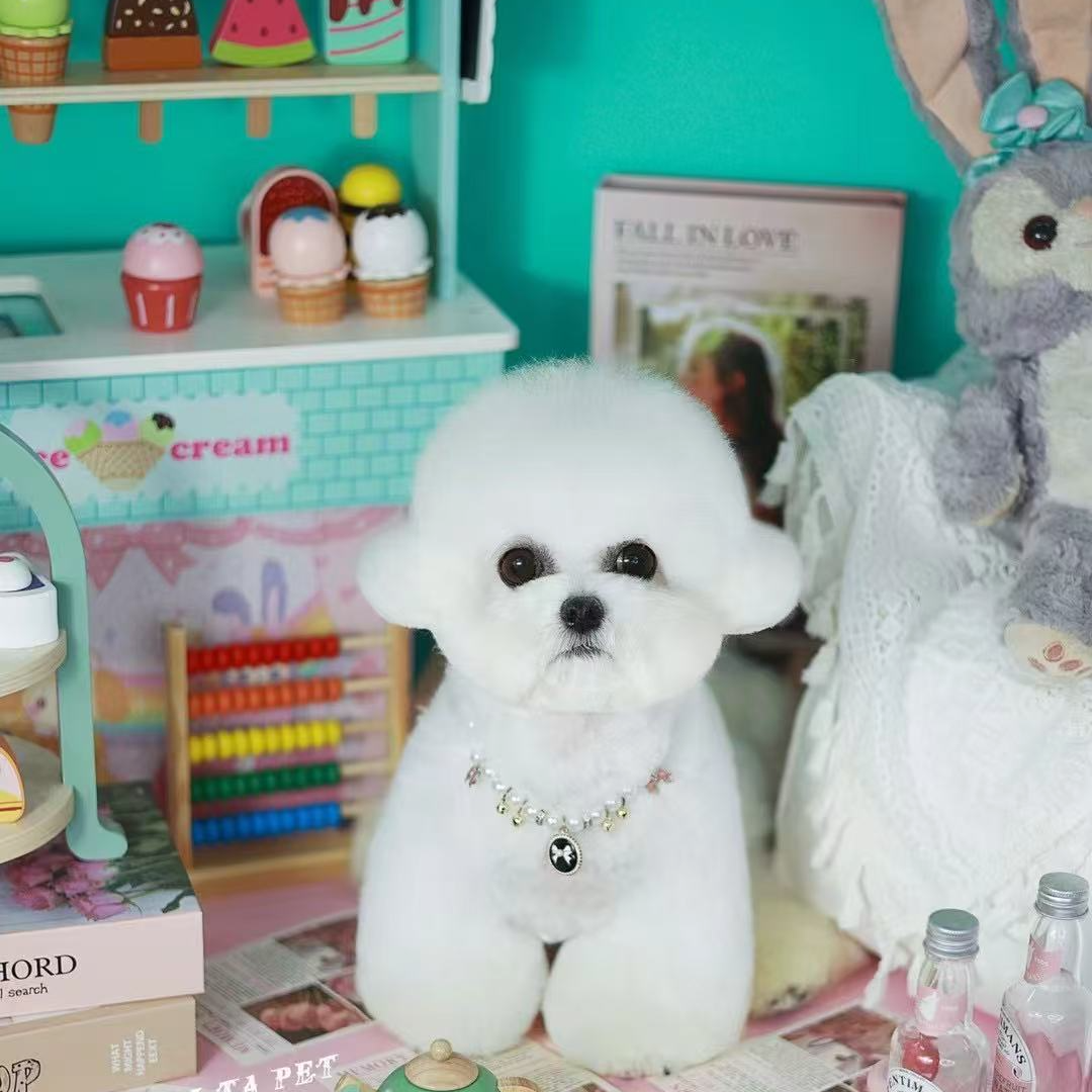 宠来宠趣 狗狗宠物活体大宠 狗狗全款链接 仅支持平台交易