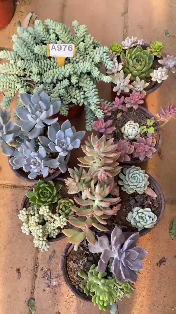 A976多肉组合默认脱土发货