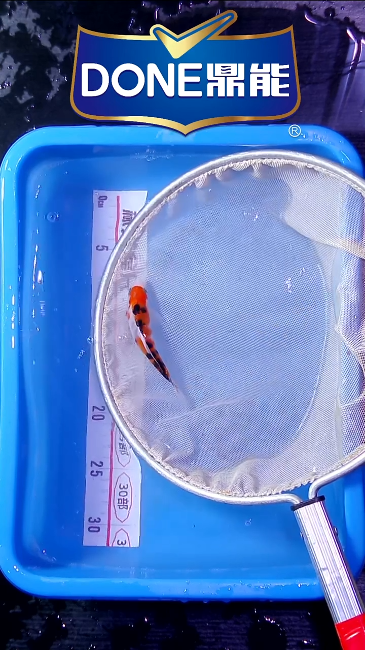 锦鲤鱼悦直播间菁选 对版发货 21号