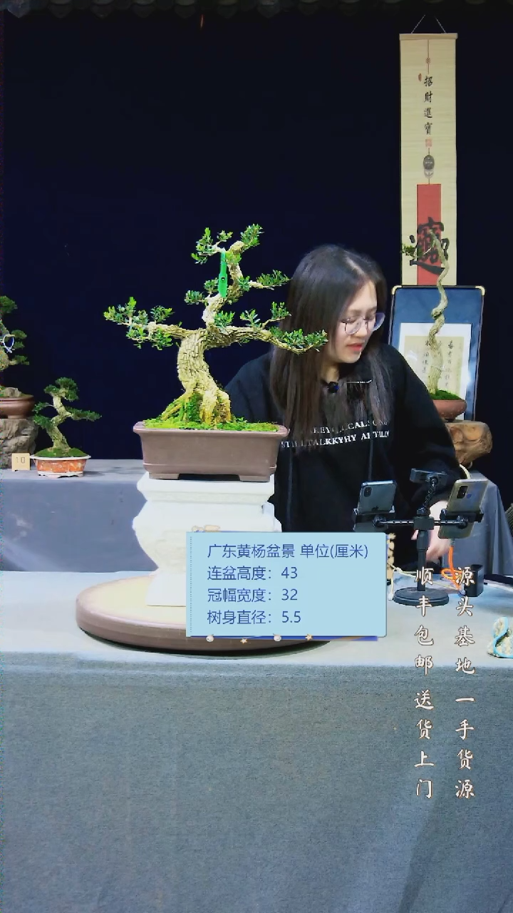 【闪购商品】黄杨盆景黄杨盆景