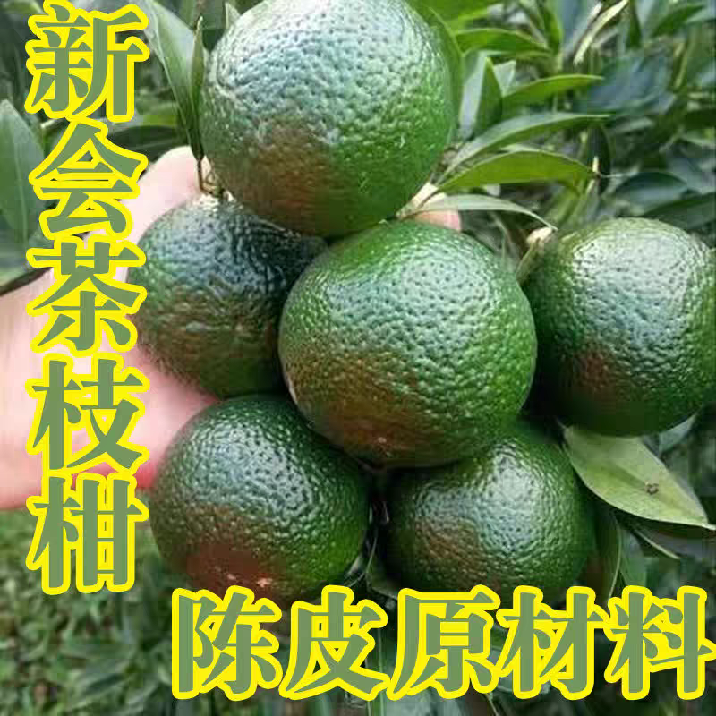 2024年新会东甲陈皮果新鲜茶枝柑橘鲜果青柑二红大红皮原枝圈枝柑
