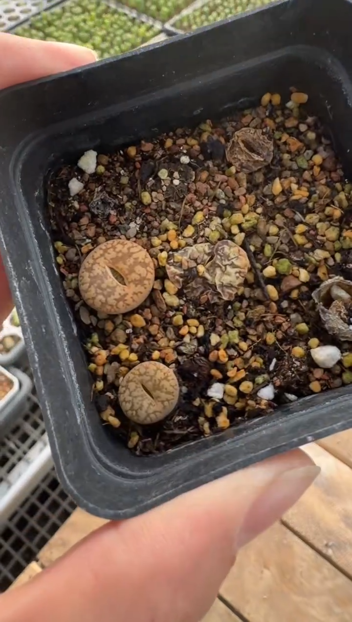 【闪购商品】7-423