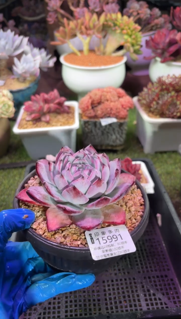 【闪购商品】15991