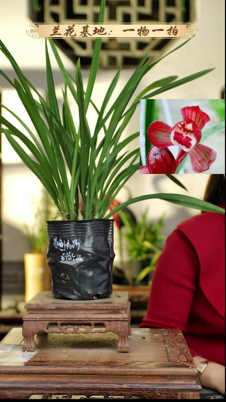 完全开放春剑红荷