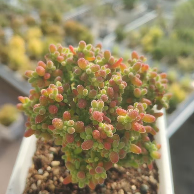 多肉枝干蜜桔糖球