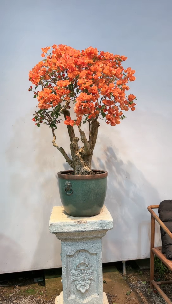 【闪购商品】AA919