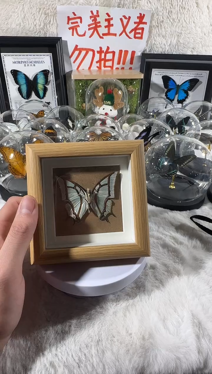 木精致小框二尾  