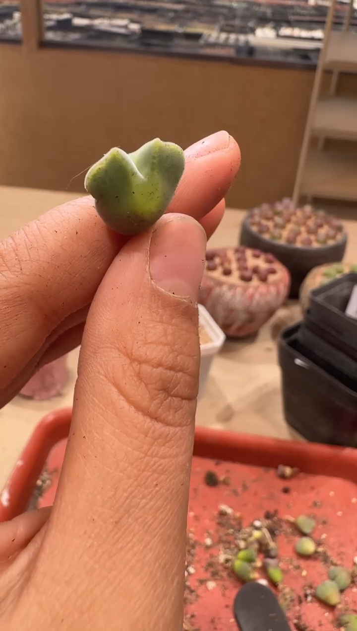 余*?18-89多肉植物肉锥