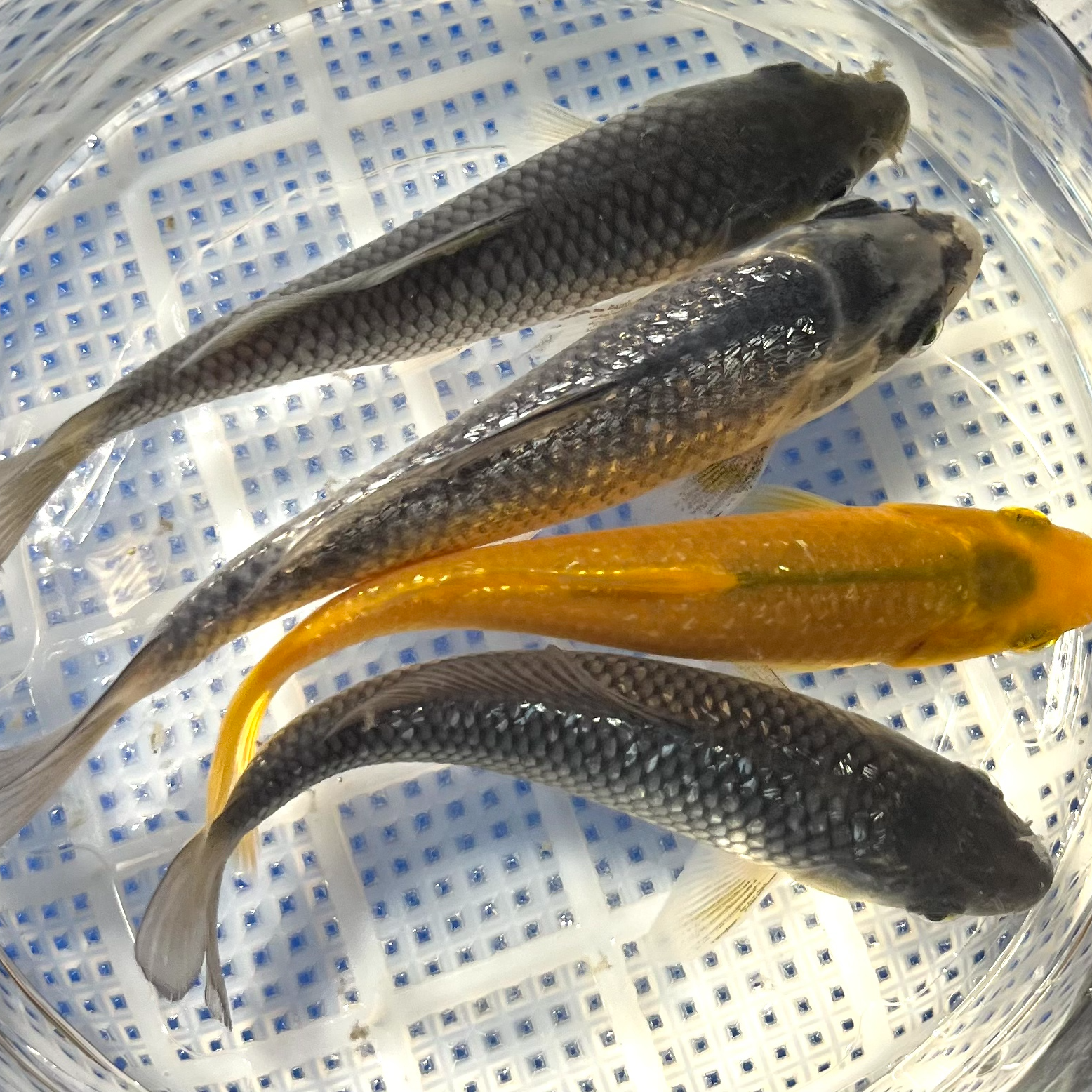 血统精选锦鲤小鱼苗8公分左右多种花色淡水冷水观赏鱼