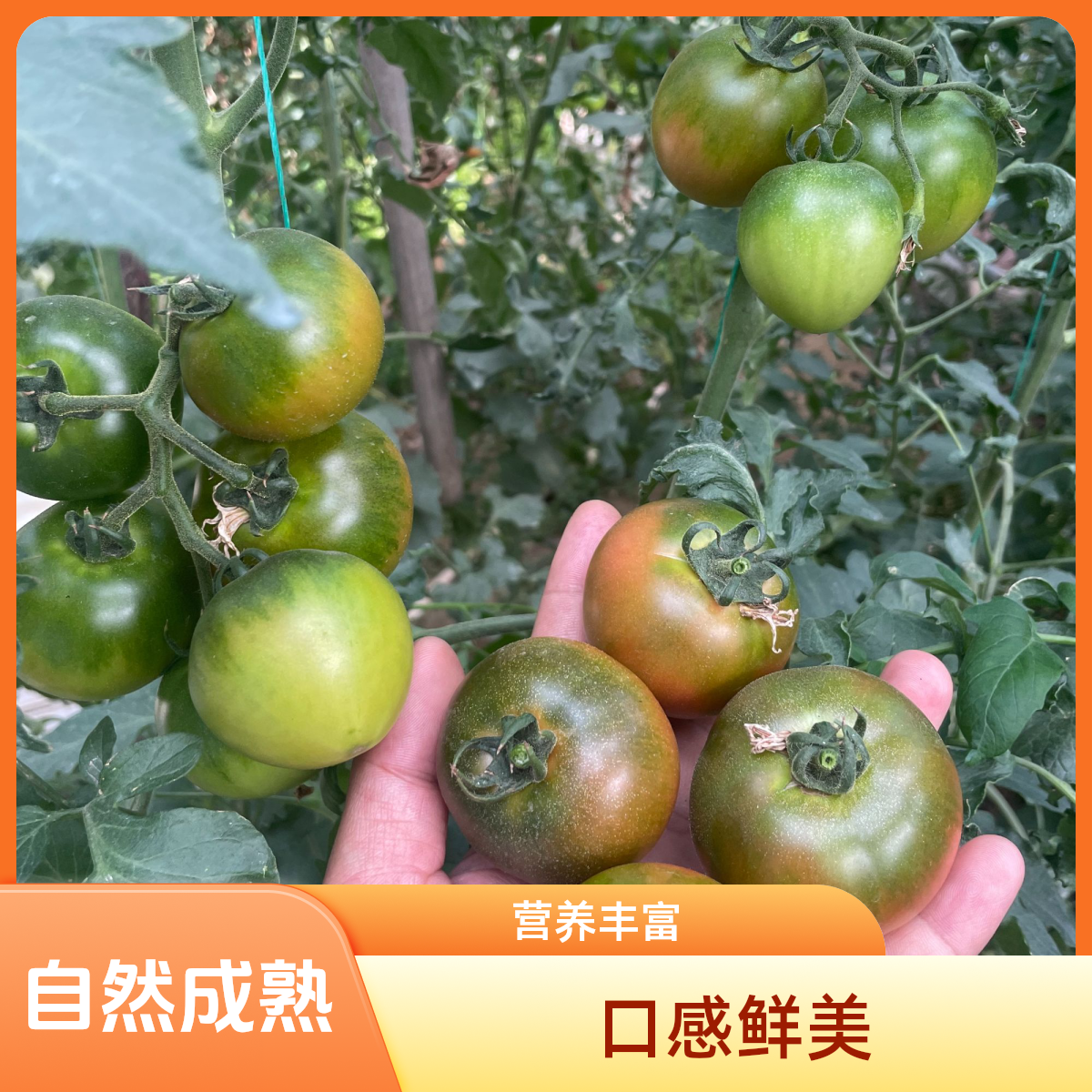 崂山西麓夏庄草莓西红柿~山泉水灌溉生态种植健康好吃山东省