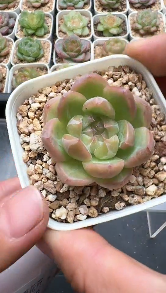 648F云禹多肉植物 默认脱土纸巾打包 3颗包邮