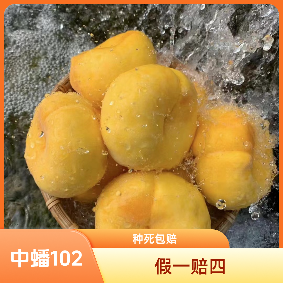 小孙苗木南北方嫁接六月下旬中蟠102大蟠桃果树苗水果树苗桃子