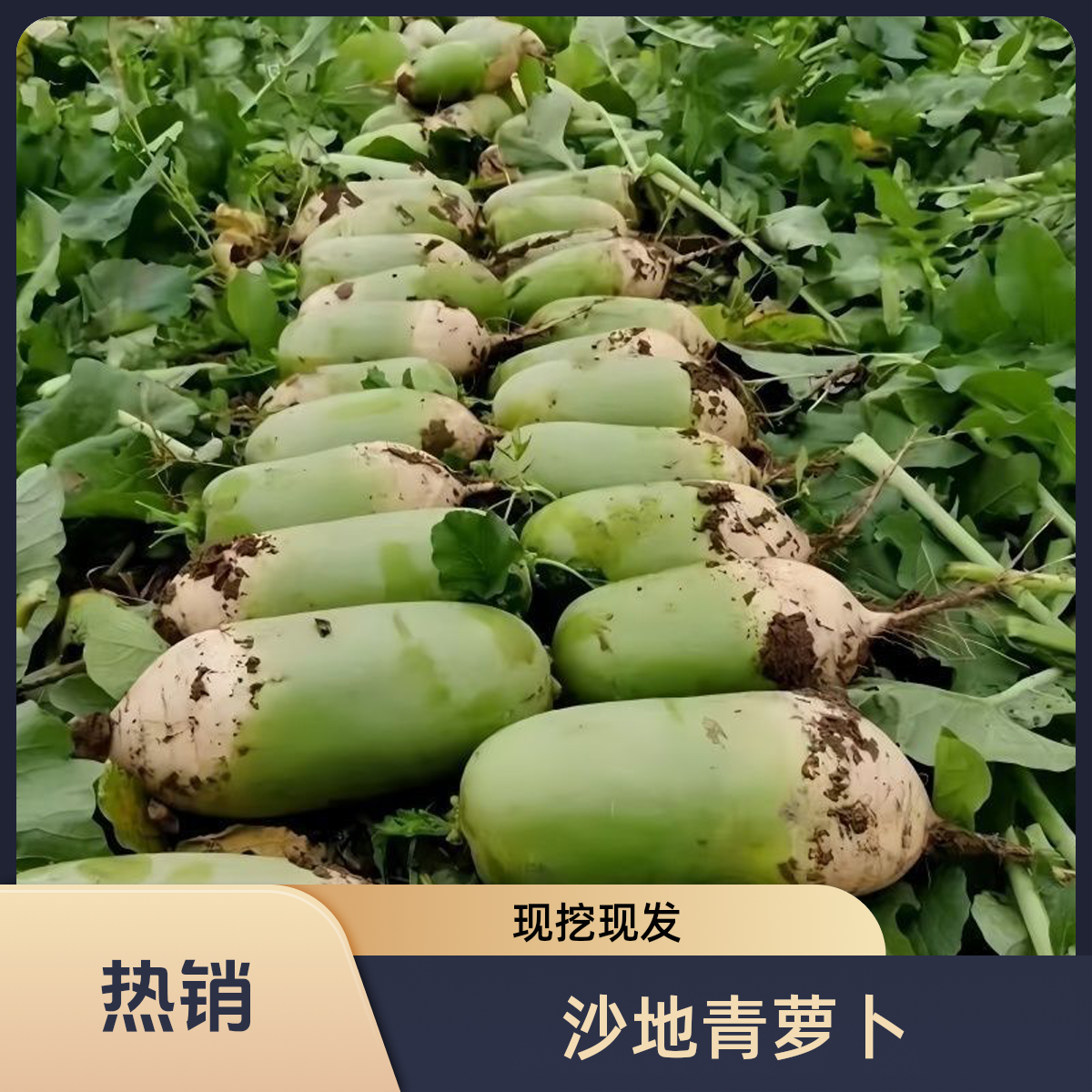 【新鲜现挖】沙土地种植青萝卜露天霜打老品种口感似水果应季蔬菜