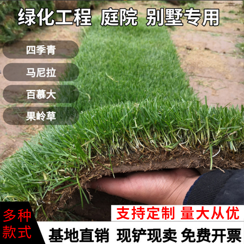 草坪带土庭院别墅园林绿化真草矮生马尼拉果岭草台湾草四季青草皮