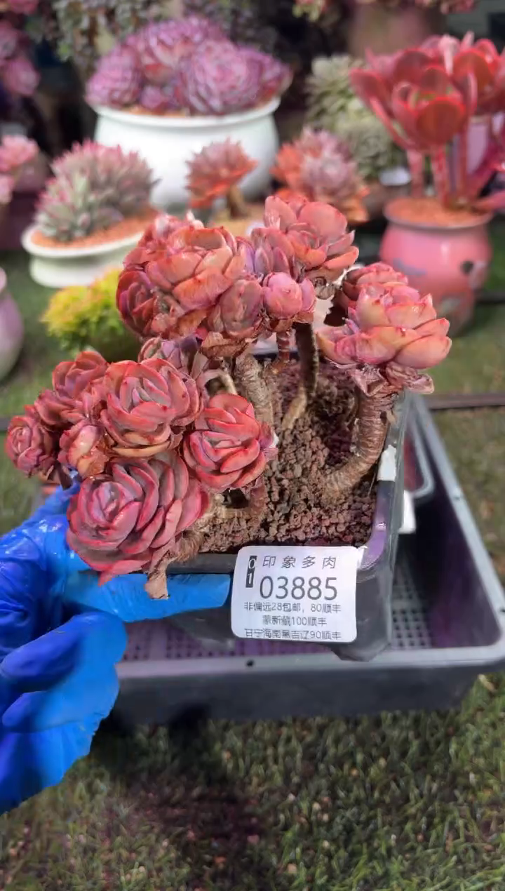 【闪购商品】03885