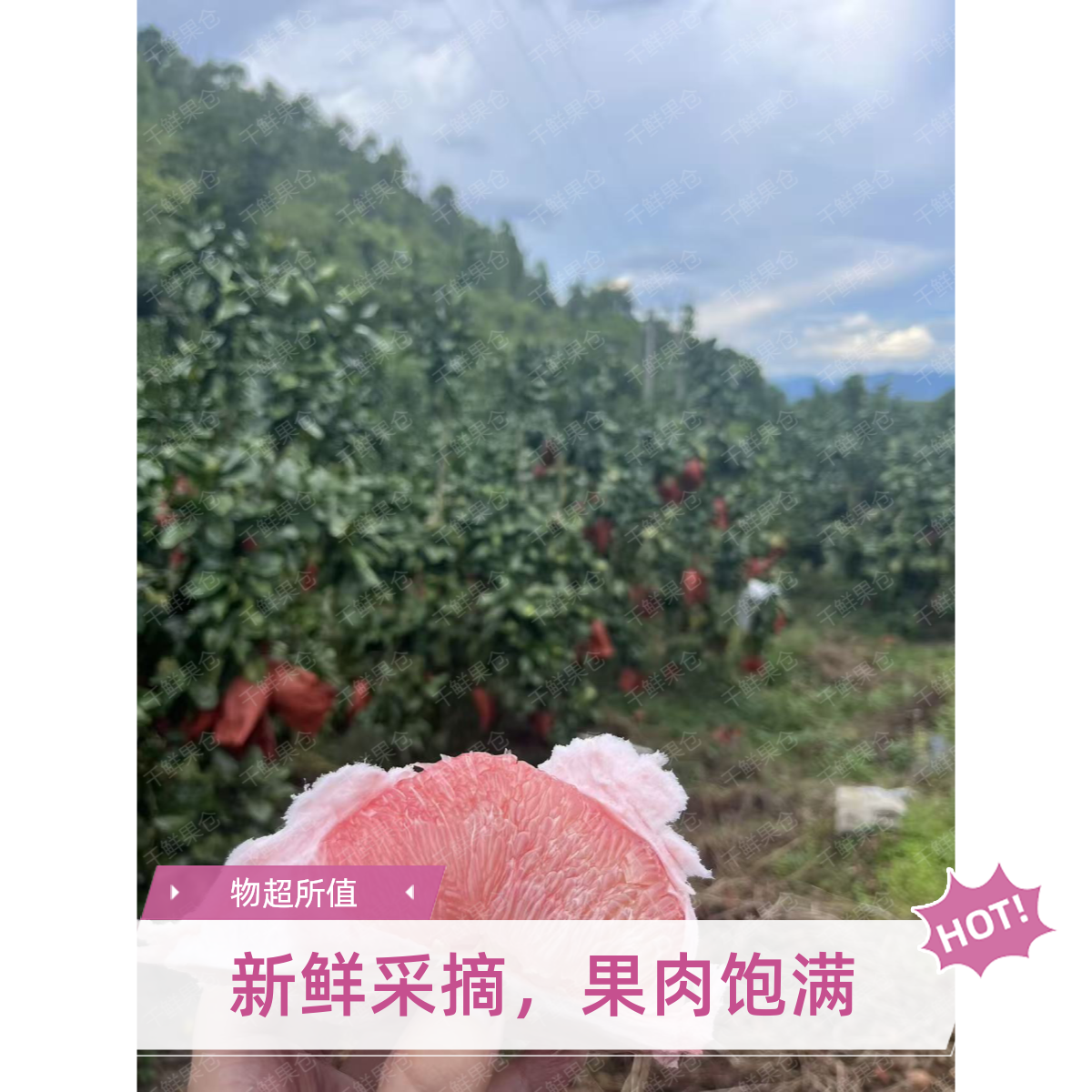 梅州三红沙田柚