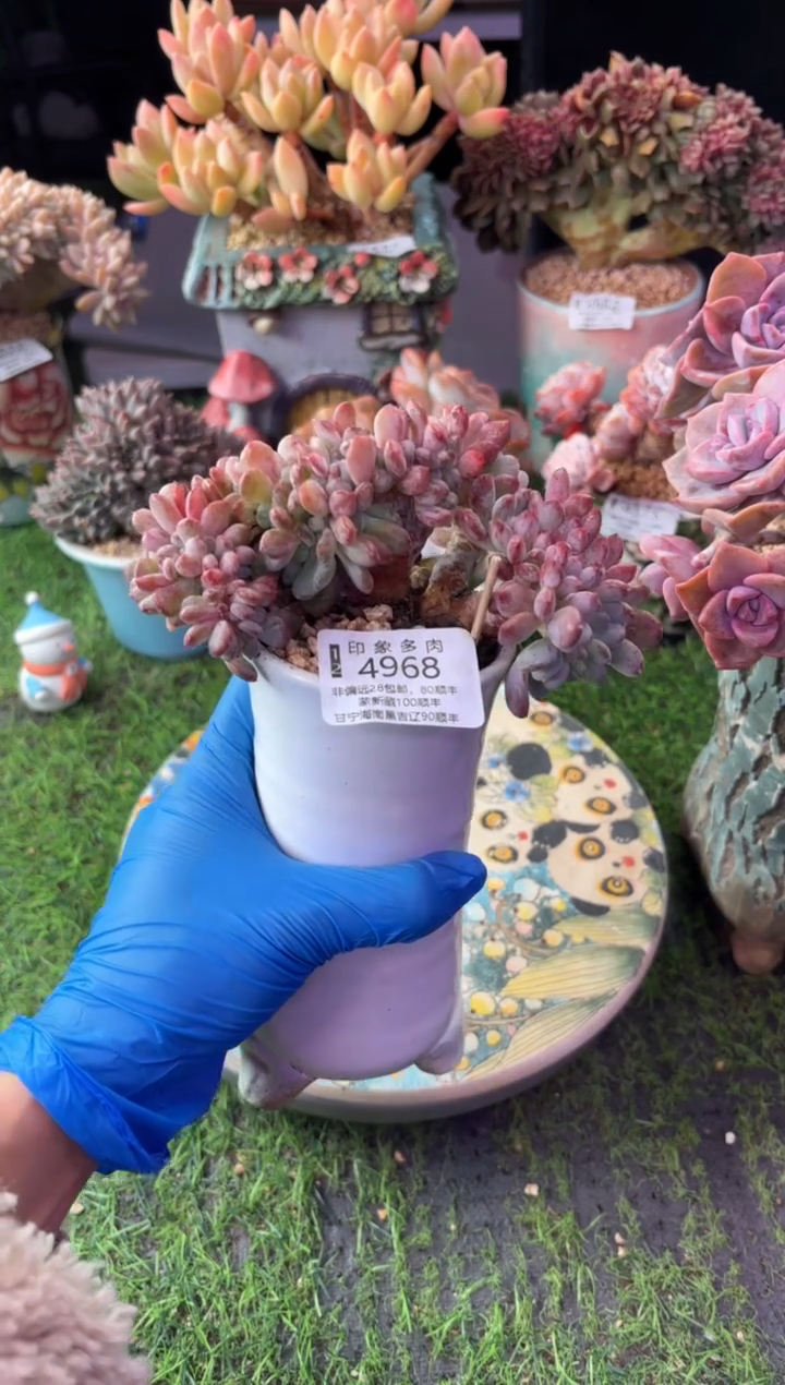 昆明印象多肉4968