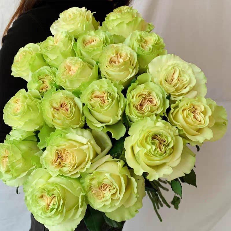 琉璃翠月季花黄绿色切花玫瑰花苗庭院阳台盆栽渐变色耐热涨势快