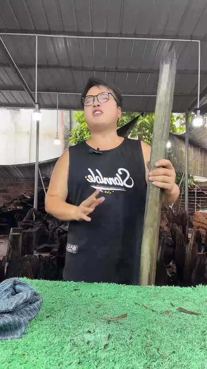 金丝楠小叶桢楠227