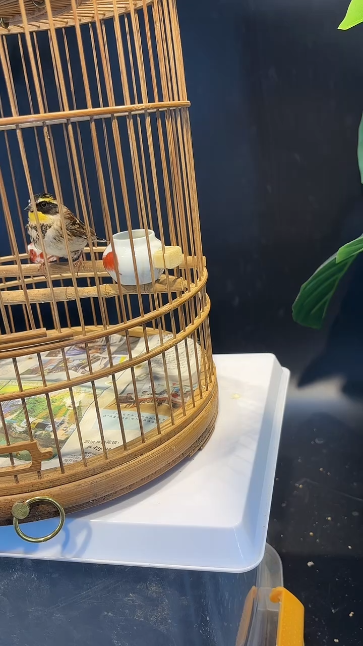 55号   虎头凤养笼0元起拍