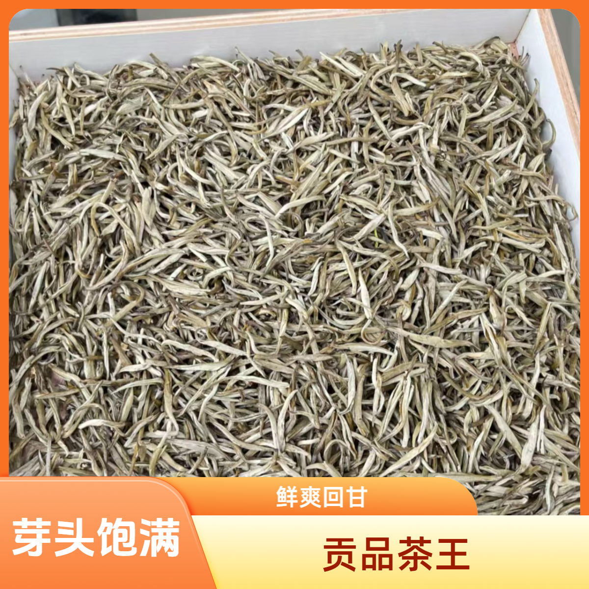 浓香茉莉花茶 贡品茶王 花香馥郁 口感柔甜