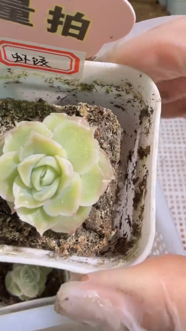 虾饺五方一盆 单双混 量拍混发