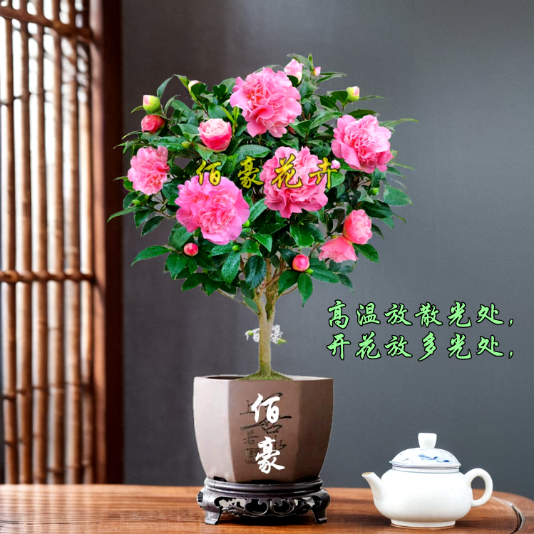 香妃茶花福建山茶花盆栽四季盆景山茶花室内绿植带香味好茶花盆栽