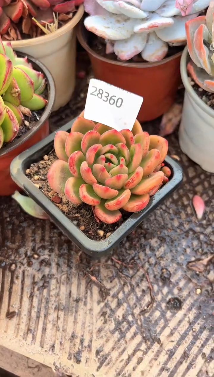 风****️多肉植物一物一拍28360