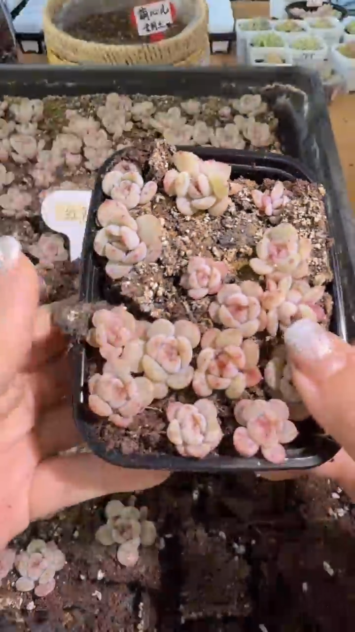 红恋切糕1盒 量拍混发