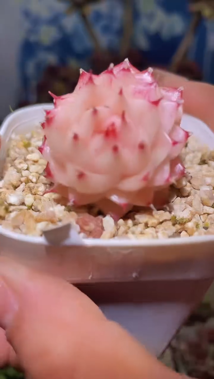 【闪购商品】472桃花酒多肉