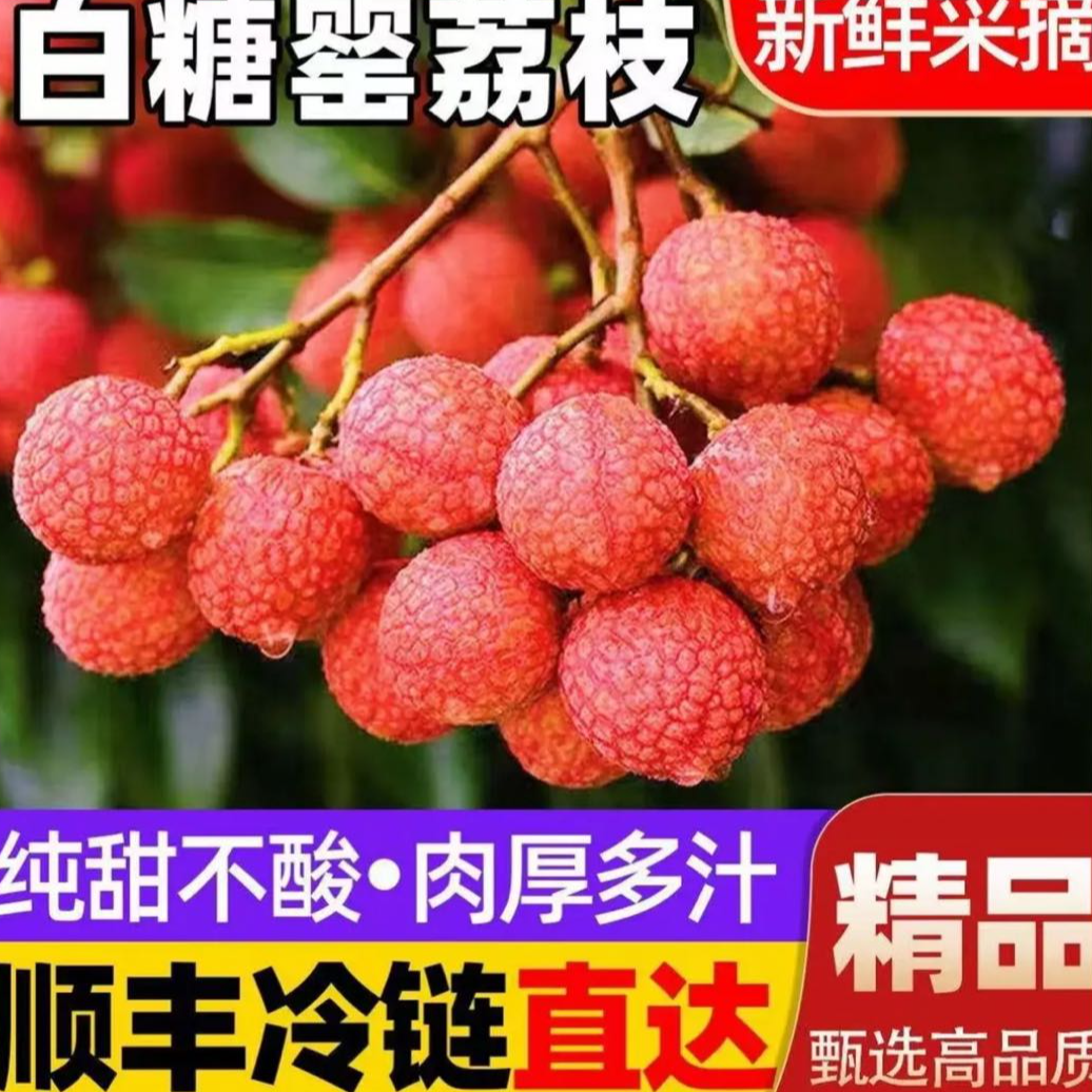 【6月新货】广东白糖罂荔枝顺丰包邮明日吃新鲜