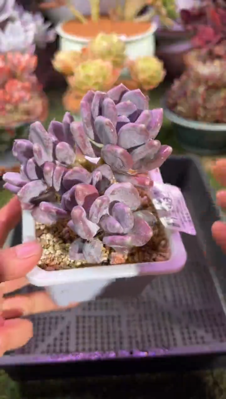 【闪购商品】13982