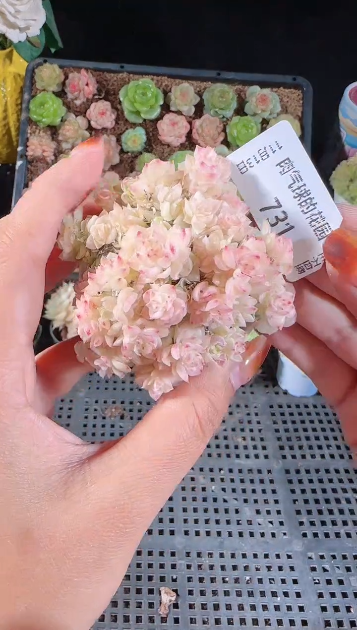 1113-731群生不包整