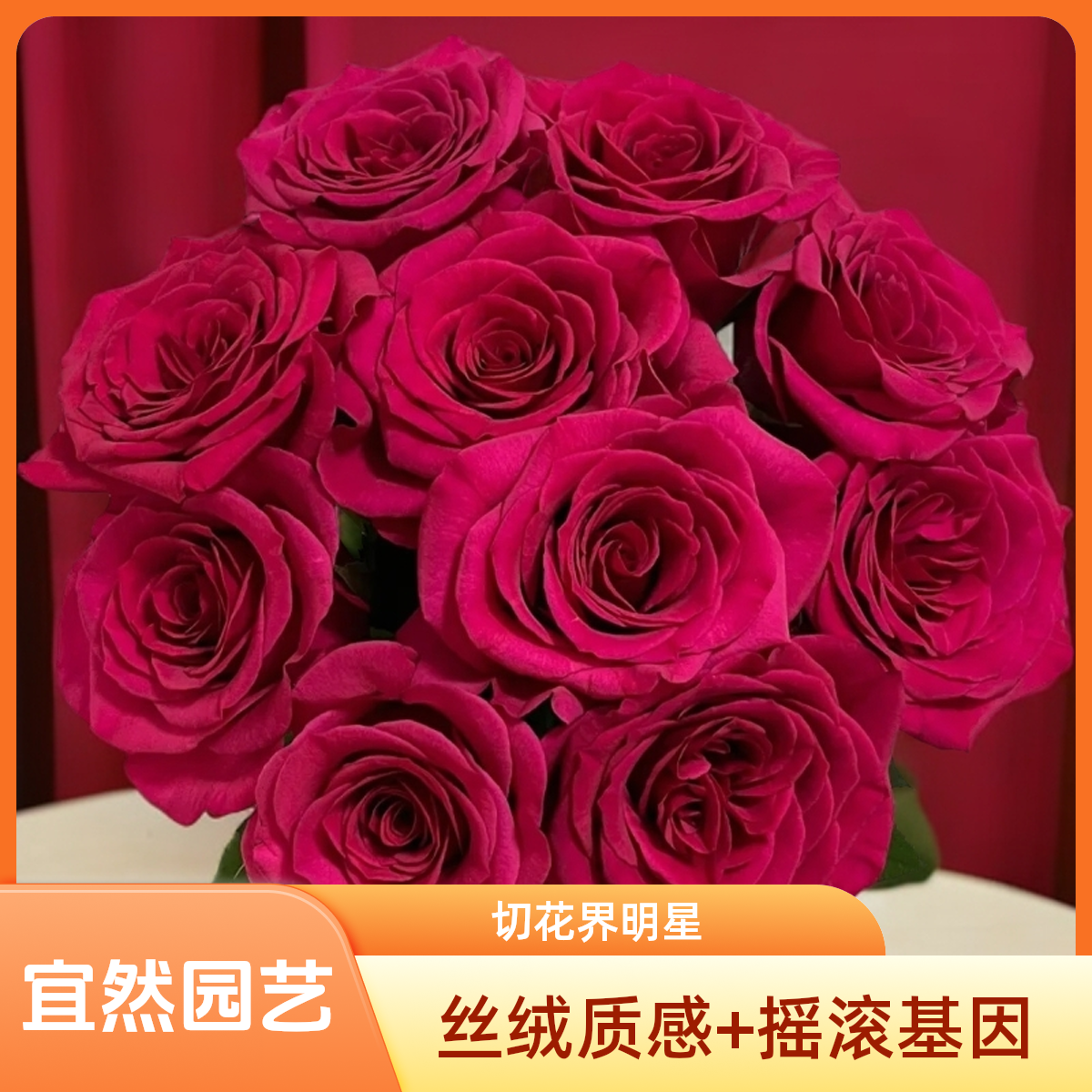黑哥的花园弗洛伊德月季桃红色丝绒质感杯状大花老玫瑰浓香盆栽