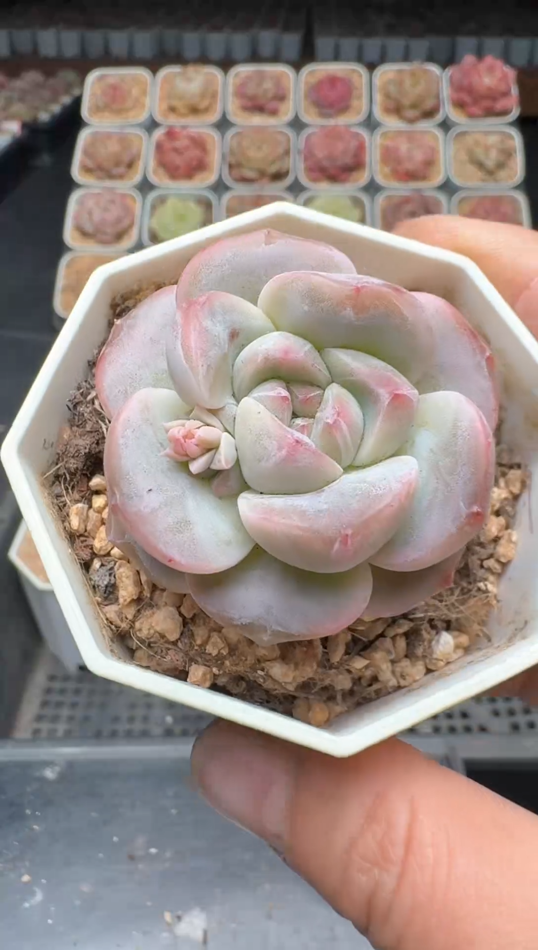 【闪购商品】3单包邮珍妮多肉一物一拍473