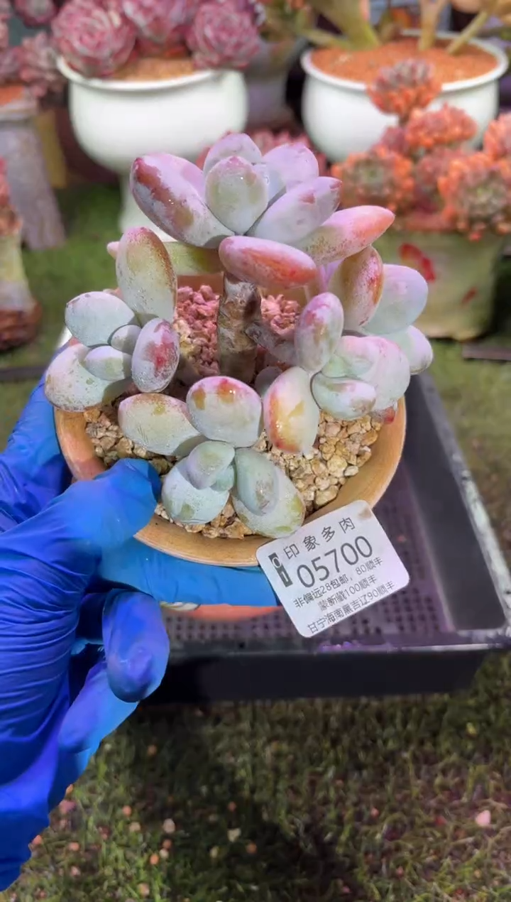 【闪购商品】05700