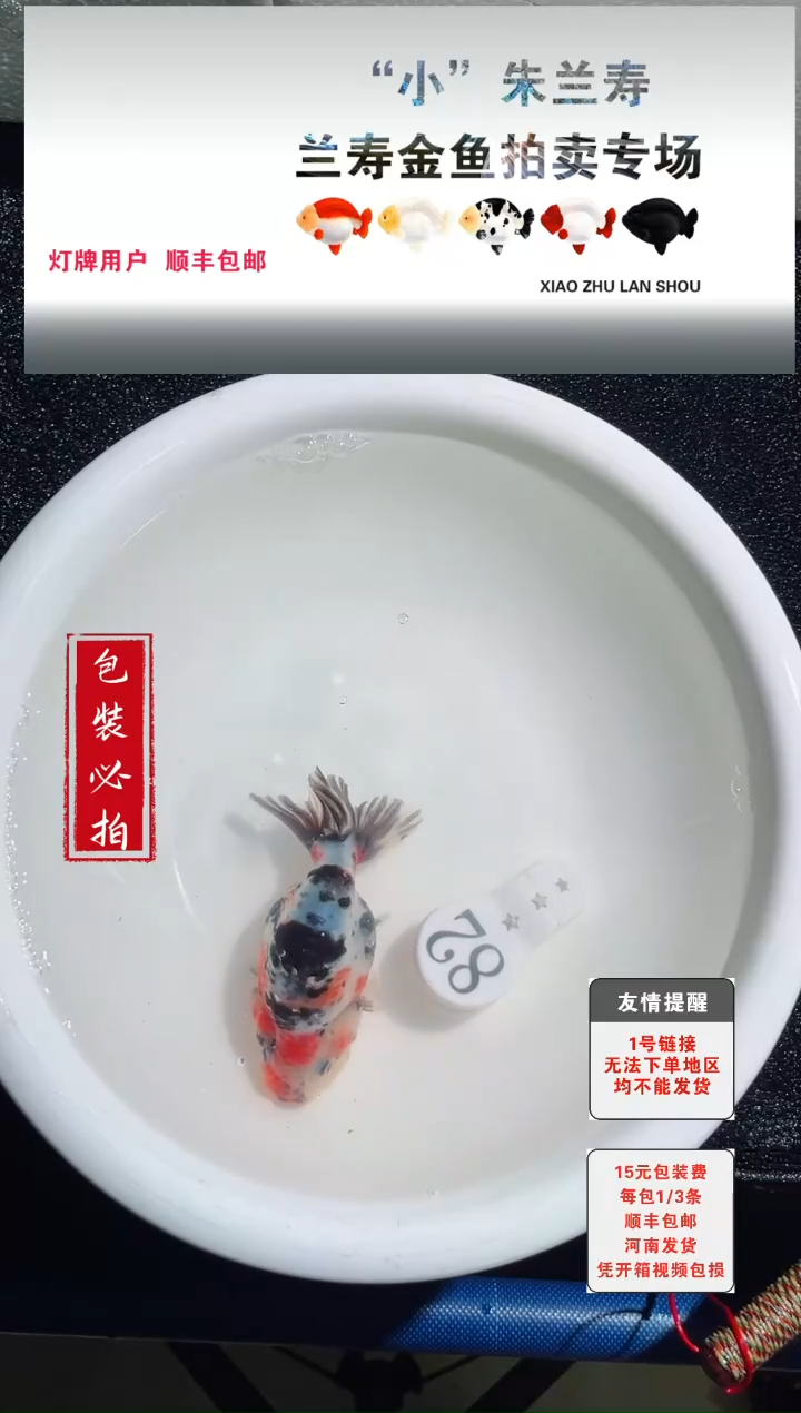 金鱼没拍包装顺丰到付1~3条每包82号