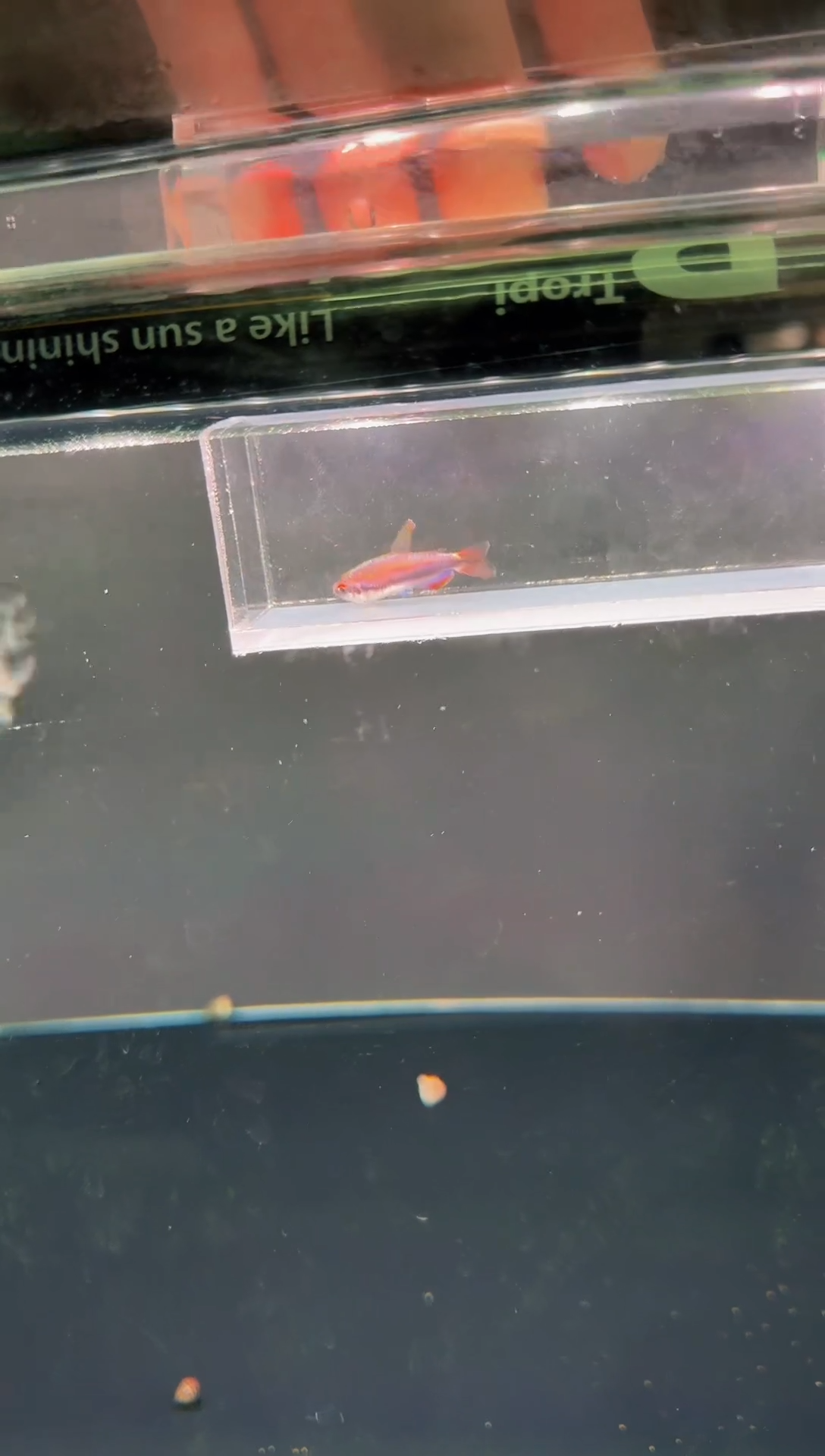 灯科鱼琉璃DY*1（